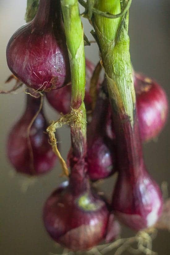 mini red onions with stems