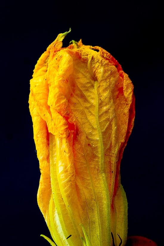 squash blossoms